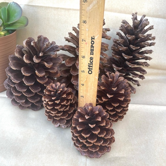 Florida Pine Cones Set Of 6 Clean & Sprayed W/ Clear Gold Finish - Picture 9 of 9